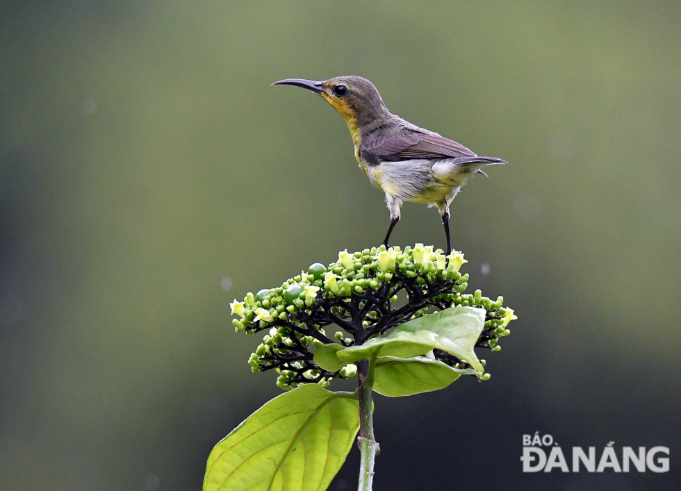 The dazzling beauty of the suck-nectar birds makes the Son Tra Mountain more beautiful and inviting to visitors.