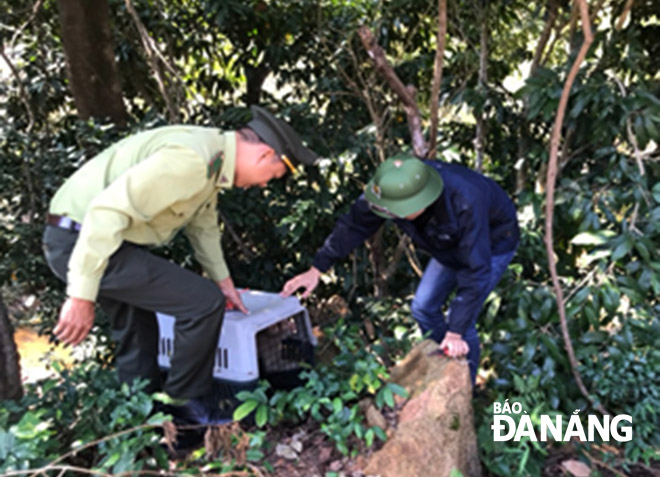 The pig-tailed macaques were released back into the wild by forest rangers of the Son Tra-Ngu Hanh Son Forest Ranger Division