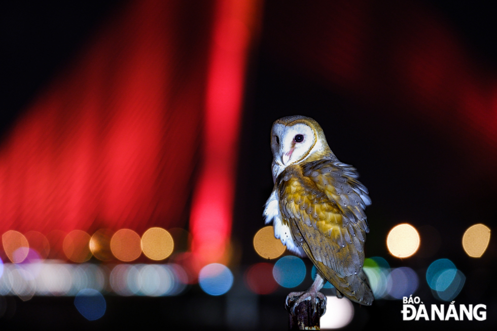 A barn owl