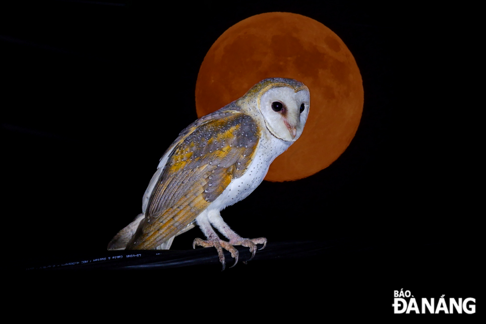 Barn owl has a distinctive heart-shaped face and is the most common owl species. They nest and roost in abandoned barns, quiet cavities, or dense trees.