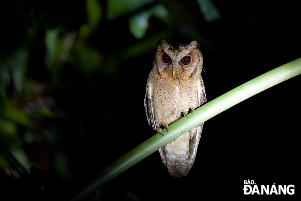 Collared scops owl often roosts in tall trees