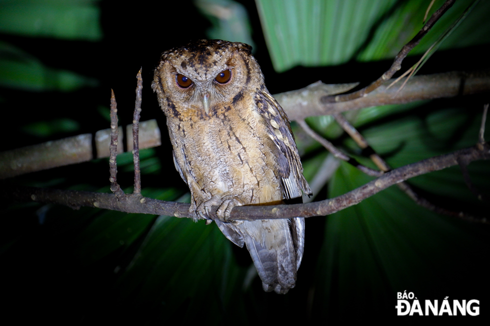 Collared scops owl is only active at night and it is not afraid of people