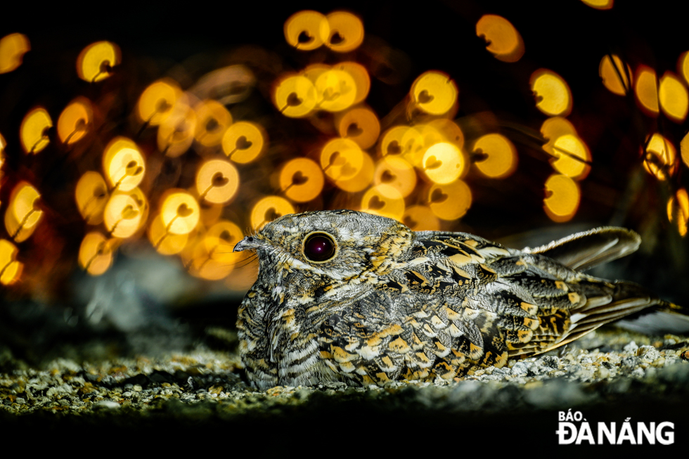 A Indian nightjar 