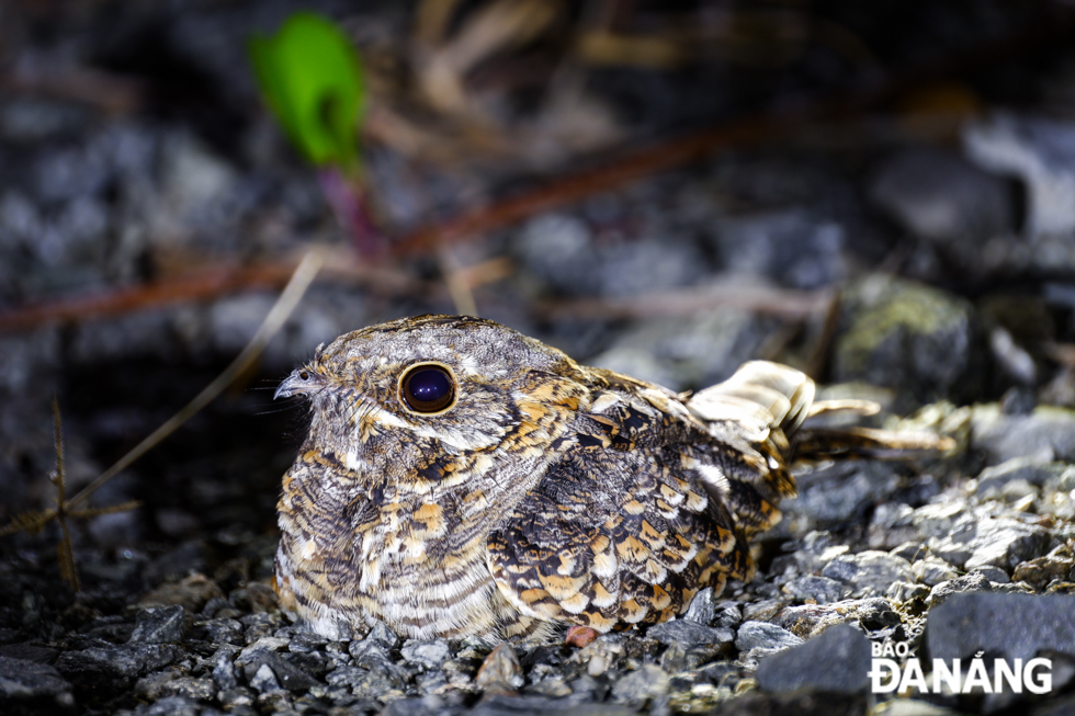 The Indian nightjar (Caprimulgus asiaticus) is a small nightjar which is a resident breeder in open lands across South Asia and Southeast Asia.