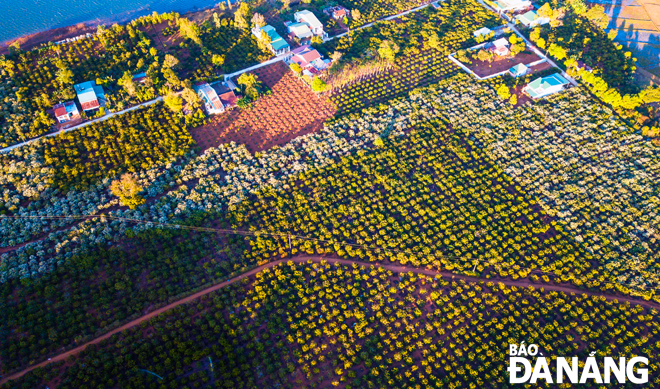 Coffee gardens near the lake