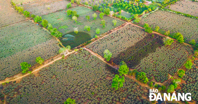 Tea gardens near the lake