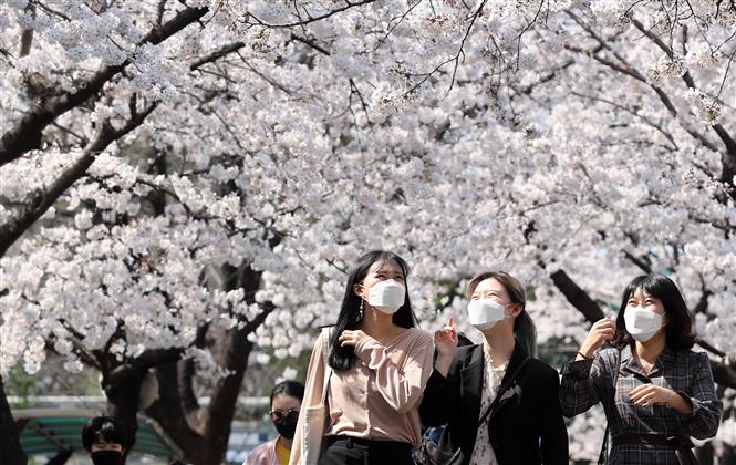 Người dân đeo khẩu trang để phòng tránh lây nhiễm COVID-19 tại Daegu, Hàn Quốc. Ảnh: THX/ TTXVN