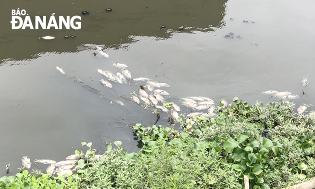 Vụ cá chết nổi trắng kênh Đa Cô: Nguyên nhân do nguồn nước ô nhiễm