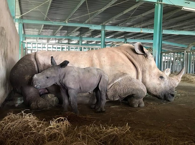 “Cô bé” tê giác sơ sinh có cân nặng hơn 60kg và đã bú mẹ chỉ sau 45 phút chào đời tại Vinpearl Safari.