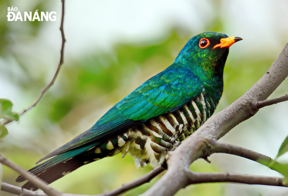  A plaintive cuckoo is only about 22cm in length