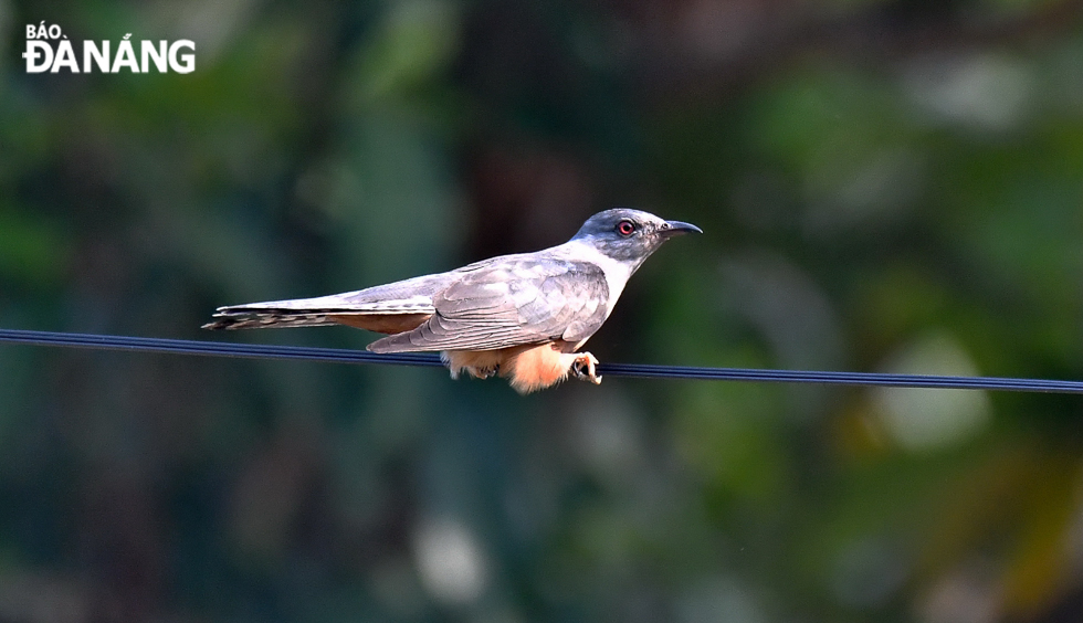 2. The upperparts of the adult male are grey-brown but the upperwing is rather dark greyish-brown. The tail is dark grey-brown with narrow white tip. The rest of the underparts are pale rufous from upper belly to undertail-coverts. Its legs and feet are brown-orange.