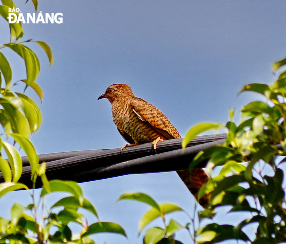 The female may sometimes resemble male but she often shows a “hepatic” (reddish-brown) morph with rufous or reddish-brown upperparts barred black. The underparts are paler with indistinct dark barring. The undertail is barred whitish as in male.