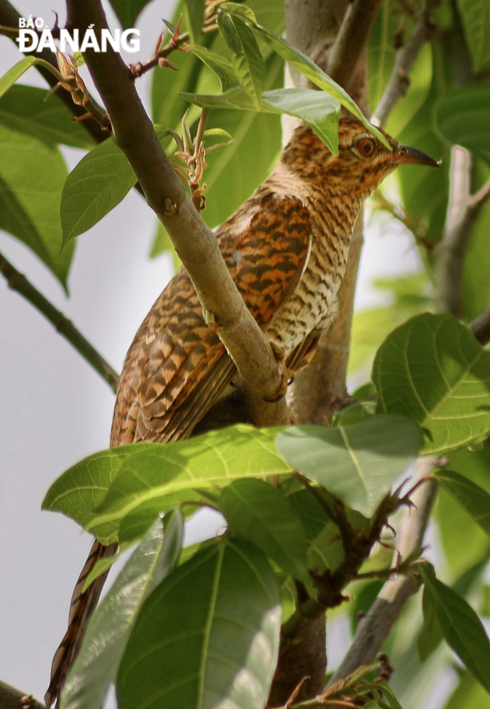 This species of cuckoo sits on perches at the height of between 1,400m and 2,000m. It feeds on invertebrates.