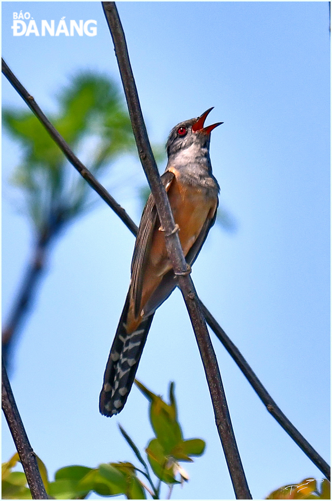  The male plaintive cuckoos usually sing during the breeding season