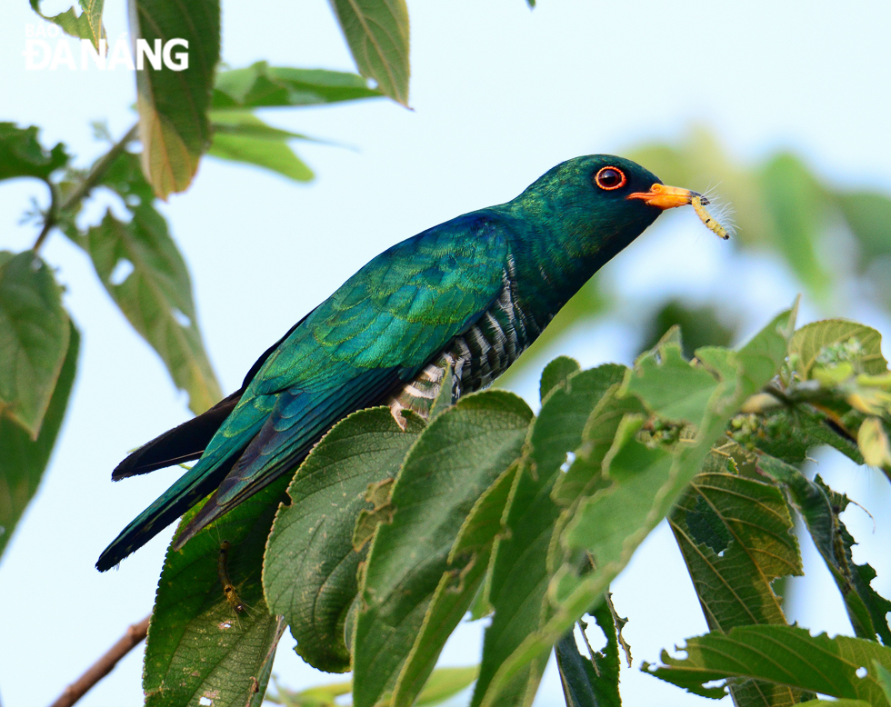 You can listen to the bird song in the early morning or late afternoon in peaceful countryside