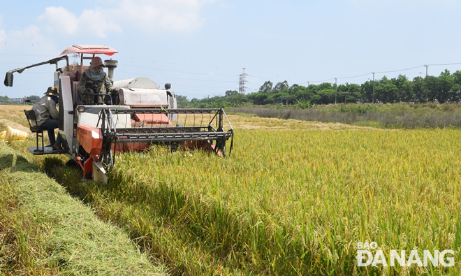 Nông dân đnag thu hoạch một thửa ruộng lúa được mùa ở xã Hòa Châu, huyện Hòa Vang. Ảnh: HOÀNG HIỆP