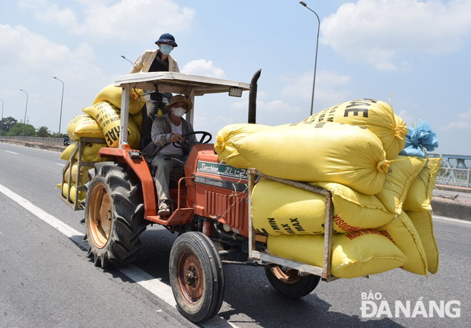 Một hộ nông dân mang nhiều lúa về nhà để phơi khô. Ảnh: HOÀNG HIỆP