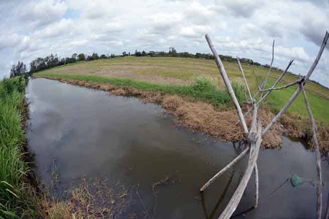 Các kênh rạch dẫn nước vào nội đồng ở miền Tây đều bị nhiễm mặn khiến cây cỏ hai bên dòng kênh cũng chết cháy.