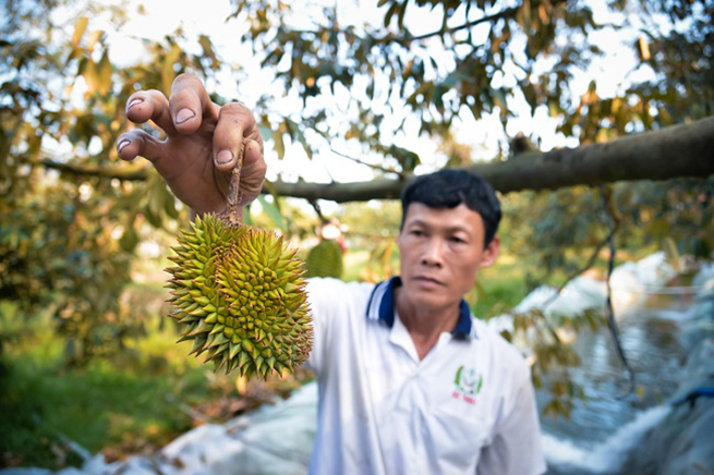 Tại Cai Lậy (Tiền Giang), thủ phủ trồng sầu riêng của các tỉnh miền Tây, nông dân cũng điêu đứng vì sầu riêng bị nhiễm mặn nên quả bị rụng sớm.