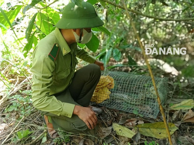 The python being released back into the Ba Na - Nui Chua special-use forest by a forest ranger