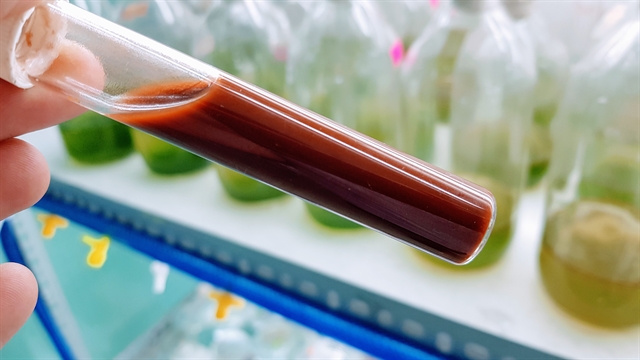 Red algae (haematococus pluviallis) is grown in a tube at the laboratory in Da Nang