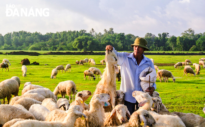 Cánh đồng chuyên nuôi cừu ở xã Suối Nghệ, huyện Châu Đức, là một trong những nơi được giới săn ảnh yêu thích tại Bà Rịa - Vũng Tàu.