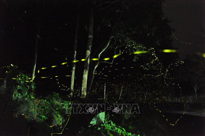 Những ngày đầu hè vào buổi tối đến, những đốm sáng của đom đóm lại trở nên lung linh huyền ảo trong Vườn Quốc gia Cúc Phương. 