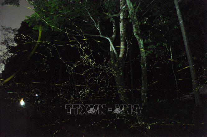 Vũ điệu ánh sáng của những chú đom đóm ở rừng Cúc Phương. 