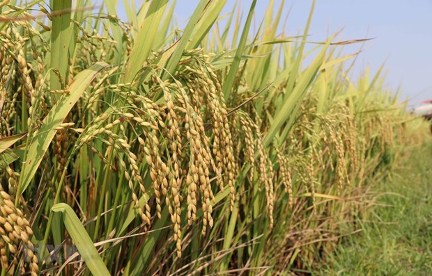 Prime Minister Nguyen Xuan Phuc on April 28 agreed with the Ministry of Industry and Trade’s proposal to resume rice export from