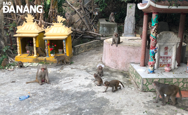 Ngăn chặn tình trạng săn bắt khỉ ở bán đảo Sơn Trà
