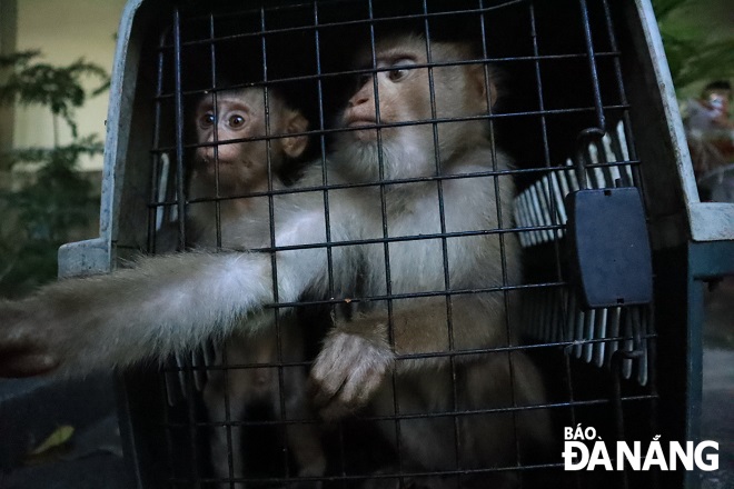 Thả 2 cá thể khỉ đi lạc về bán đảo Sơn Trà