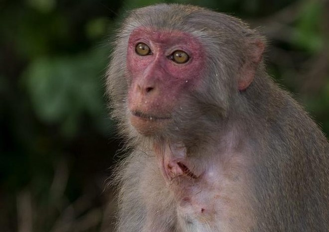 Kiểm tra phản ánh khỉ ở bán đảo Sơn Trà bị thương tích