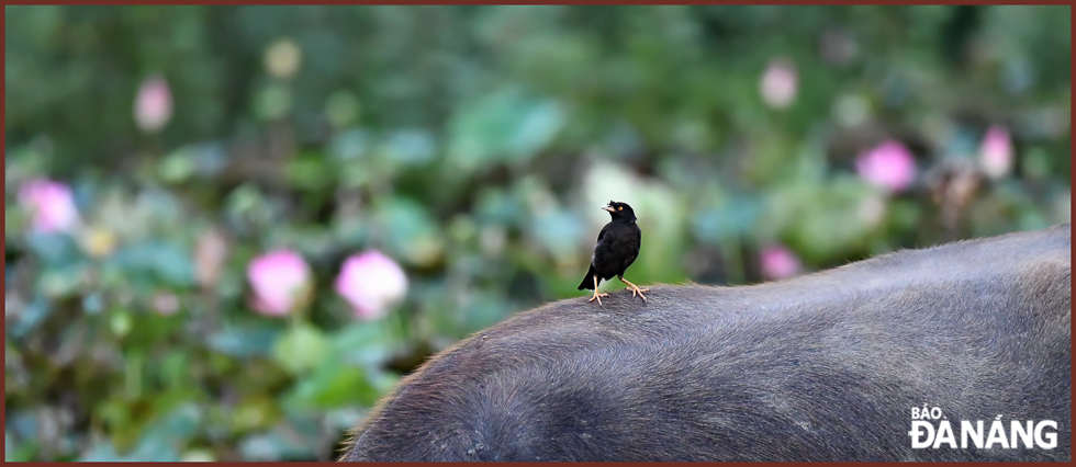 The image of a buffalo with a bird on its back is an endless source of inspiration for photographers and painters.