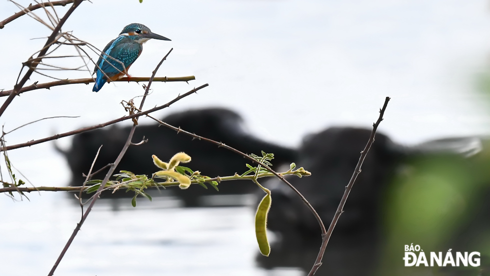A kingfisher is sitting on a perch