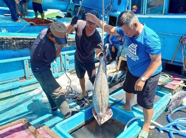 Tuna is among Vietnam's key exports to the EU (Photo: VNA) 