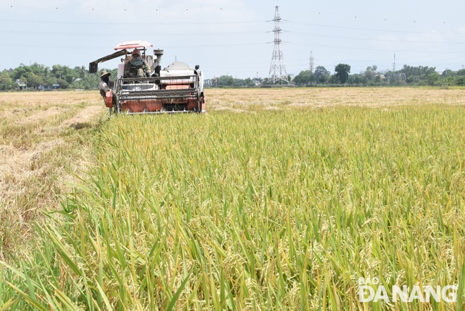 Các thửa ruộng lúa của lão nông Ngô Văn Đàng đều thu hoạch được năng suất lúa cao. Ảnh: HOÀNG HIỆP