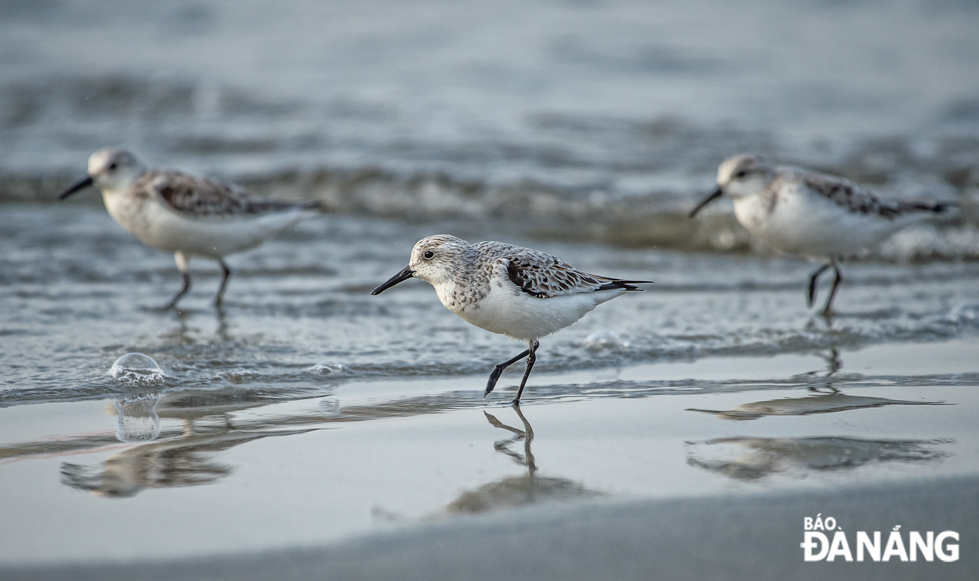 A flock of sanderling (Calidris alba) foraging on a sandy beach