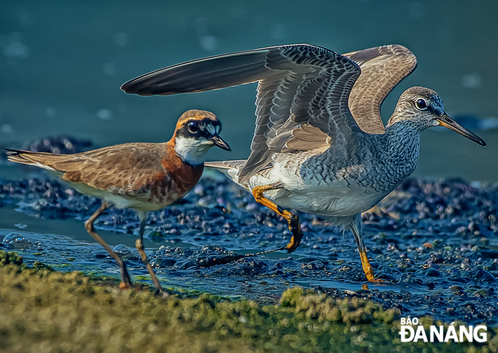 A lesser sand plover (Charadrius mongolus) (left) and a grey-tailed tattler