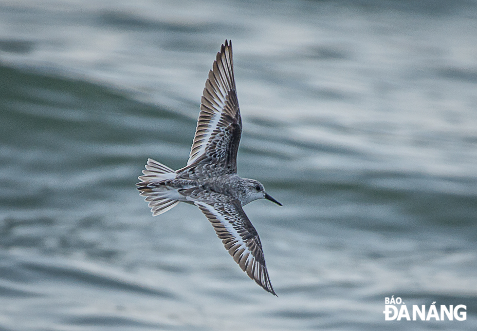 A sanderling flying at beach