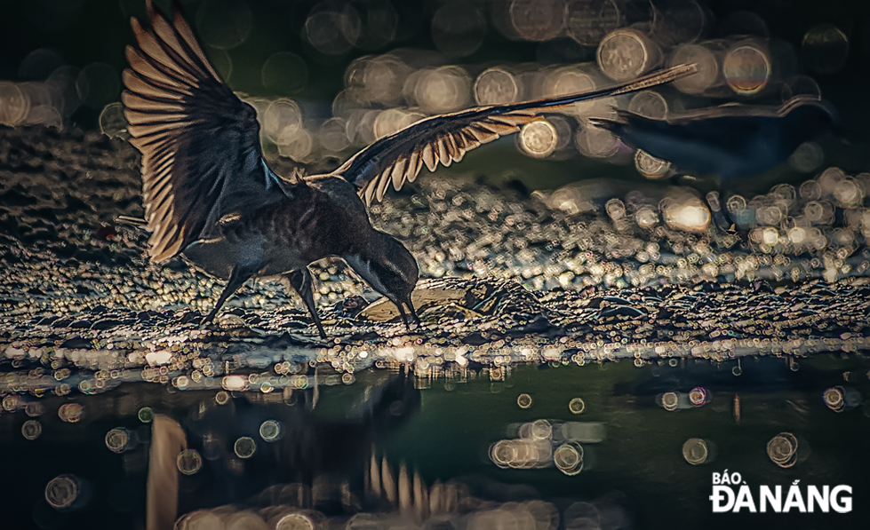 A lesser sand plover performing a hunting dance