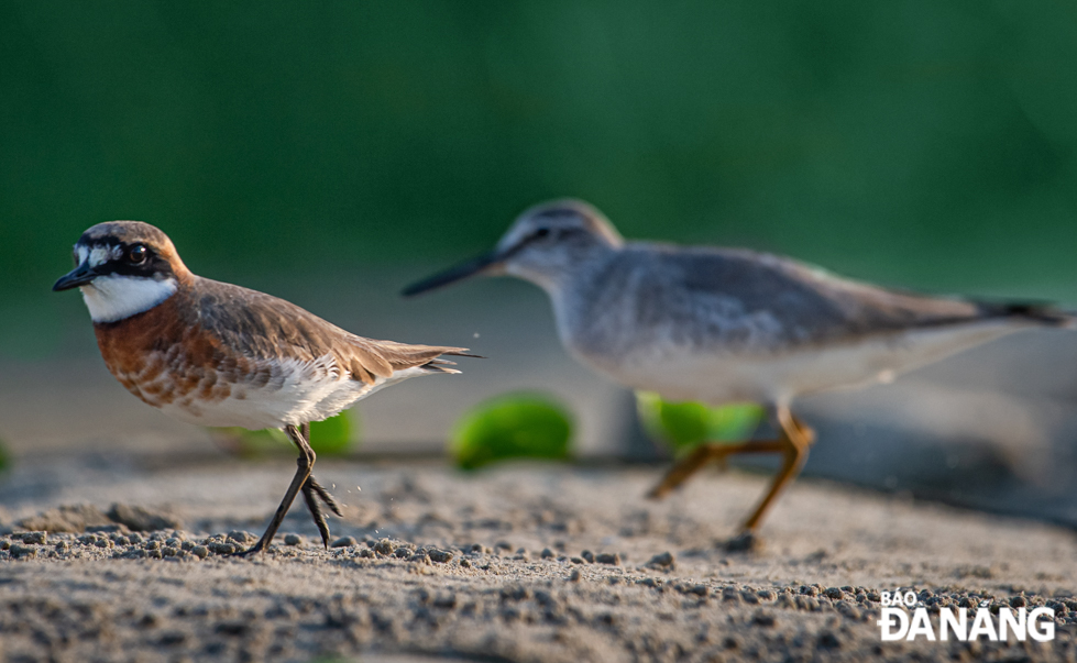 A lesser sand plover performing a hunting dance