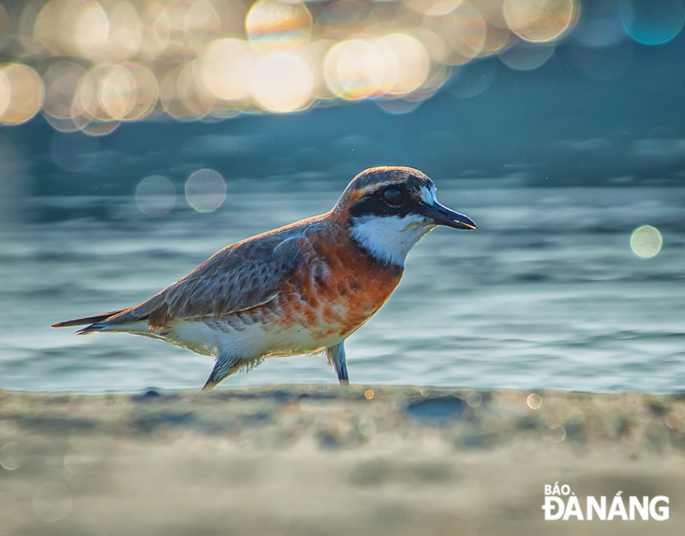 A lesser sand plover foraging on the beach