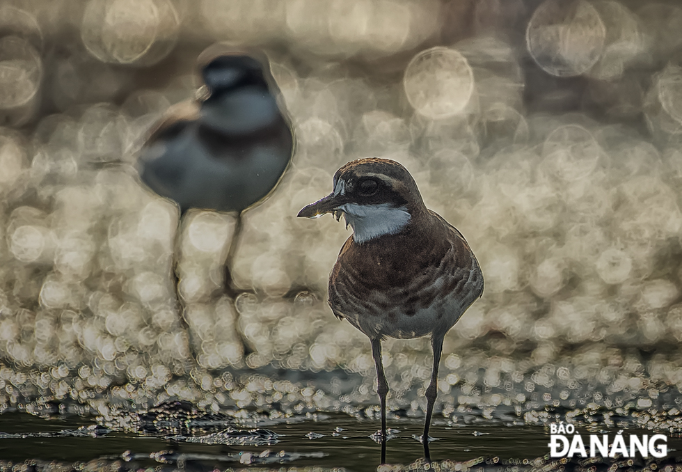 There are many different types of seabirds and each of them has its own beauty