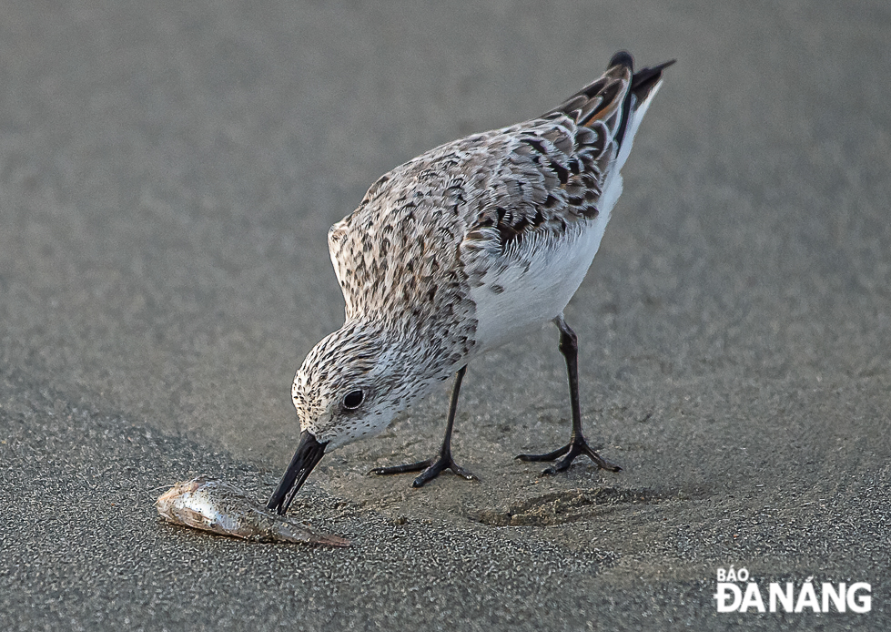 Beaches are good stopover sites where can provide habitant with abundant food resources