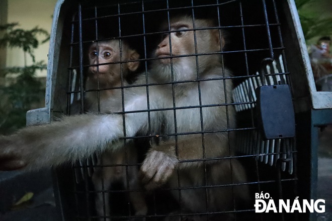 The two pig-tailed macaques