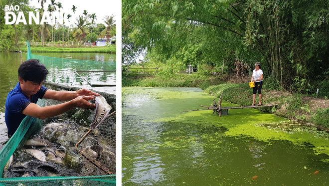 Anh Cao Văn Tới thu hoạch mẻ cá Thát lát đầu tiên ở xã Hòa Khương (ảnh trái). Bà Trần Thị Hồng bên ao cá nhà mình (ảnh phải). 		   					        Ảnh: NHƯ HẠNH