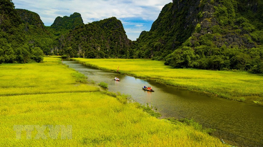 Từ giữa tháng 5, cánh đồng lúa ở Tam Cốc (xã Ninh Hải, Hoa Lư, Ninh Bình) bắt đầu chín rộ. (Ảnh: Minh Đức/TTXVN)