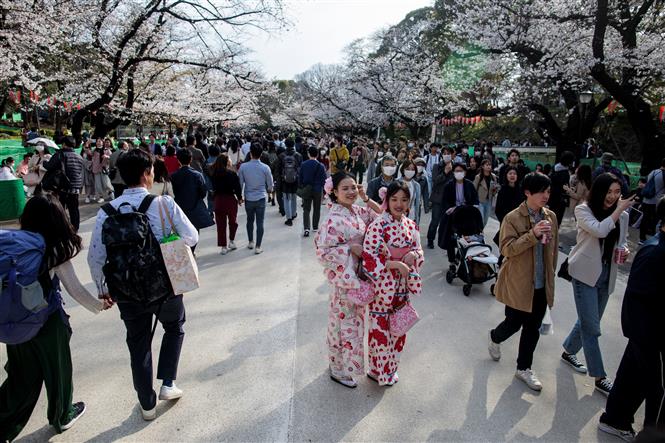  Du khách ngắm hoa anh đào nở rộ tại Tokyo, Nhật Bản, ngày 22-3-2020. Ảnh: AFP-TTXVN