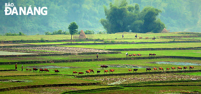 Đàn bò no cỏ đang men theo bờ ruộng về nhà, theo sau là những người nông dân đội nón lá, xa xa là rặng tre làng.
