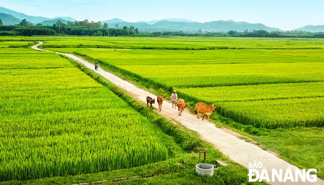 Báo Đà Nẵng điện tử chia sẻ những hình ảnh miền quê thanh bình với cánh đồng xanh mướt, những chiếc gánh hàng rong quen thuộc, hay một cậu bé đang chăn trâu. Những bức ảnh chân thật sẽ đưa bạn đến gần hơn với cuộc sống và văn hoá của miền quê Việt Nam thân thương.